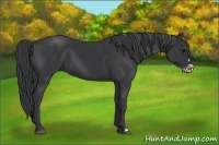 Horse Color:Black  and Black Frame 