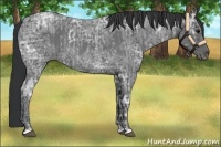 Horse Color:Blue Ice Roan and Blue Ice Roan