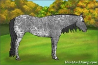 Horse Color:Blue Ice Roan  and Blue Ice Roan 