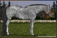 Horse Color:Blue Ice Roan  and Blue Ice Roan 