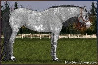 Horse Color:Blue Ice Roan Frame  and Blue Ice Roan Frame Rabicano