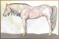 Horse Color:Nacre Watercolor White Spotted Gold Cream Champagne Ice 