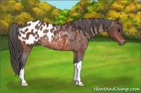 Horse Color:Bay Appaloosa Rabicano 