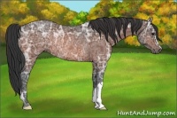 Horse Color:Bay Ice Rabicano 