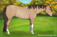 Horse Color:Amber Champagne Rabicano 