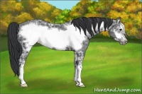 Horse Color:Black Ice Frame 