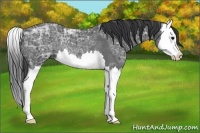 Horse Color:Black Ice Splash Rabicano 