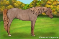 Horse Color:Red Roan