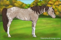 Horse Color:Classic Champagne Ice 
