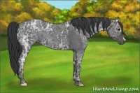 Horse Color:Blue Ice Roan 