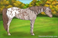 Horse Color:Chestnut Ice Appaloosa 