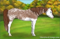 Horse Color:Chestnut Ice Splash 