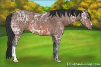 Horse Color:Bay Ice 