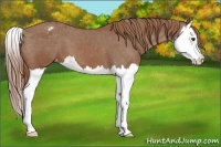 Horse Color:Chestnut Splash Appaloosa 