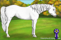 Horse Color:Gray Bay Roan Splash Frame Appaloosa 