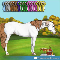 Horse Color:Red Roan Fewspot 