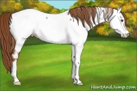 Horse Color:Red Roan Appaloosa 