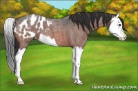 Horse Color:Bay Roan Splash Appaloosa 