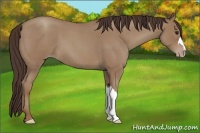 Horse Color:Classic Champagne Roan 