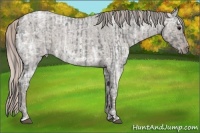 Horse Color:Blue Ice Roan and Silver Blue Ice Roan