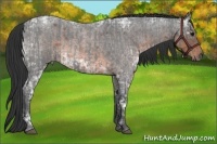 Horse Color:Blue Ice Roan and Brown Ice Roan