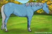 Horse Color:ERROR: UNKNOWN ANOMALY