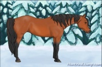 Horse Color:Bay 