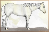 Horse Color:Silver Perlino Dun Tobiano Frame Appaloosa 