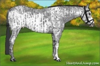 Horse Color:Blue Ice Roan  and Blue Ice Roan Frame 