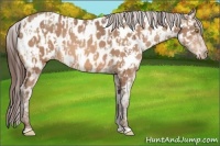 Horse Color:Amber Champagne Appaloosa  and Amber Champagne Appaloosa 