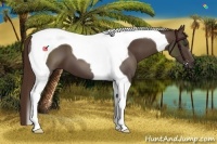 Horse Color:Liver Chestnut Tobiano 