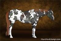 Horse Color:White Spotted Liver Chestnut 