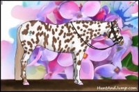 Horse Color:Chestnut Near Leopard 