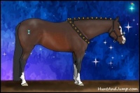 Horse Color:Bay Sabino 