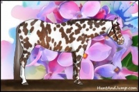 Horse Color:Liver Chestnut Leopard 