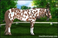 Horse Color:Chestnut Near Leopard 