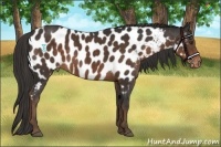 Horse Color:Liver Chestnut Near Leopard 