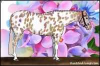 Horse Color:Nacre Palomino Tobiano Appaloosa 