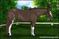 Horse Color:White Spotted Liver Chestnut 