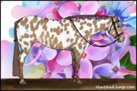 Horse Color:Liver Red Dun Appaloosa 