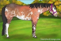 Horse Color:Bay Splash 