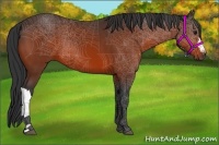 Horse Color:Bay 