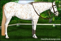 Horse Color:Gold Champagne Appaloosa