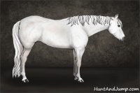 Horse Color:Gray Bay 