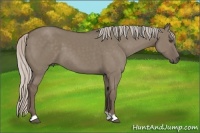 Horse Color:Silver Grullo 