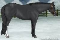 Horse Color:Black 