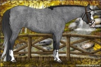 Horse Color:Blue Roan Sabino Splash and Blue Roan Sabino Splash