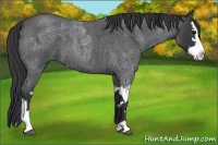 Horse Color:Blue Roan Sabino Splash  and Blue Roan Sabino Splash 