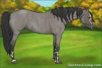 Horse Color:Grullo Roan Sabino Splash and Grullo Roan Sabino