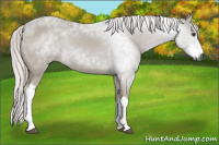 Horse Color:Gray Palomino 
